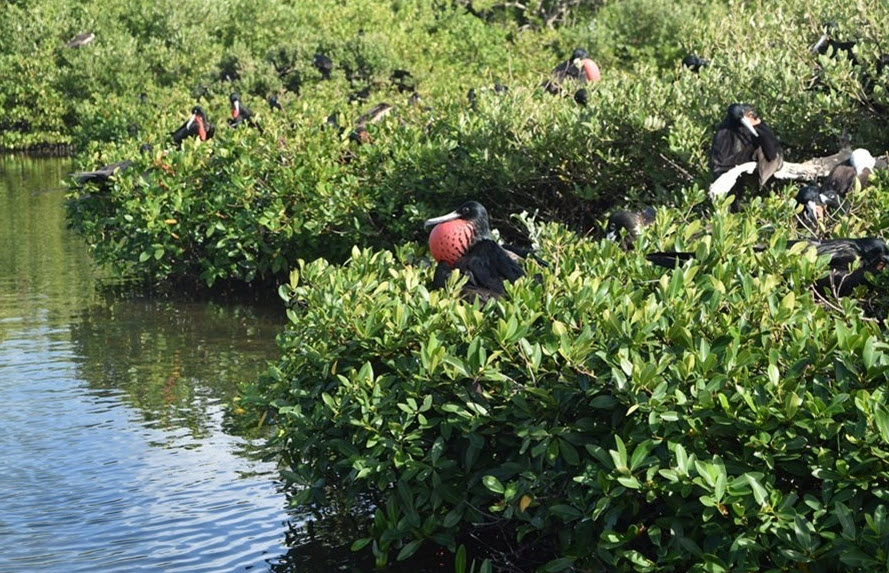 Barbuda Frigate Bird Sanctuary, Antigua and Barbuda